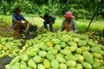 Hợp tác nâng giá trị trái xoài
