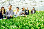 Nông nghiệp công nghệ cao: Doanh nghiệp nhỏ còn lẻ loi