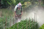 Nguy cơ thuốc bảo vệ thực vật