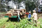 Chủ động nguyên liệu gỗ nội địa