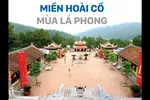 Miền hoài cổ mùa lá phong