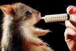 Năm Tý bàn chuyện lạ về chuột