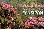 “Nữ hoàng” đỗ quyên “bung lụa” trên đỉnh Fansipan