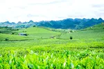 Ngắm đồi chè đẹp thơ mộng trên cao nguyên Mộc Châu