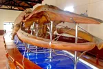 Nơi lưu giữ 100 bộ xương cá voi đón nhận Bằng xếp hạng Di sản Văn hóa phi vật thể cấp quốc gia