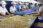 Hiệp định EVFTA: Cơ hội xuất khẩu tỷ USD cho hạt điều