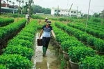 Nhà vườn Quảng Ngãi giảm sản lượng hoa tết
