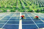 Nhiều dự án điện mặt trời ở Ninh Thuận-Bình Thuận đến nay vẫn không bán được điện vì không có đường dây tải điện.