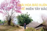 Loài hoa báo xuân về miền Tây Bắc