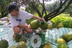 Giá bưởi Tân Triều tăng, hút hàng trên thị trường