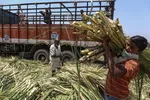 Thị trường đường kỳ vọng phục hồi sản lượng