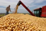Thị trường dầu đậu nành lo ngại thiếu nguồn cung 