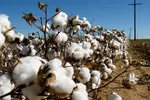 Thị trường bông vải cân bằng vụ 2022-2023