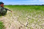 Ruộng lúa hè thu ở xã Hương Thủy (Hương Khê, Hà Tĩnh) bị khô nứt nẻ Ảnh: DƯƠNG QUANG