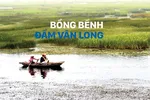 Bồng bềnh đầm Vân Long