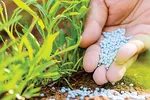Ngành phân bón triển vọng sáng nhờ nhu cầu đi lên 