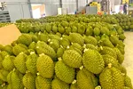 Sầu riêng không đạt chuẩn, giải cứu hay tiêu hủy? 