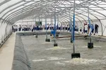 Ứng dụng công nghệ cao trong nuôi tôm nước lợ tại huyện Nhà Bè, TPHCM, mang lại nhiều hiệu quả. Ảnh: ĐĂNG LÃM 