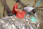 Cần tạo giá trị đặc biệt hơn để tạo thương hiệu cho cá tra Việt - Ảnh: VGP/Đỗ Hương