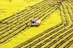 ĐBSCL được xem là vựa lúa của cả nước. Việc chốt cứng ANLT sẽ làm mềm hóa kinh tế nông dân.