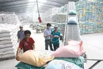 Phó Thủ tướng: Xử lý ngay những bất cập trong xuất khẩu gạo