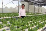 Nhiều hợp tác xã đầu tư phát triển trồng rau màu theo hướng hữu cơ thủy sinh. (Ảnh: Công Thử/TTXVN)