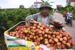 Nông dân Bắc Giang thu hoạch vải thiều mùa vụ 2020. Ảnh: Giang Huy