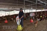 Giá thức ăn chăn nuôi liên tục tăng nhanh gây khó khăn cho người nông dân. Trong ảnh: Chăn nuôi gà tại ấp Bình Mỹ, xã Bình Giả, Châu Đức, Bà Rịa-Vũng Tàu. (Ảnh: Hoàng Nhị/TTXVN)