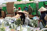 Hoa cúc xuất khẩu phải xả bỏ đưa đến nơi tiêu hủy. Ảnh: M.V.