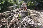 Nông dân trồng mía ở Phụng Hiệp đang hy vọng nhà máy Phụng Hiệp hoạt động trở lại.
