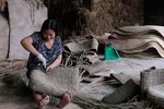 Người thợ (Nga Sơn, Thanh Hóa) đang đan sản phẩm cói xuất khẩu tại Doanh nghiệp tư nhân Sản xuất kinh doanh xuất khẩu Việt Trang. (Ảnh: CTV/Vietnam+)