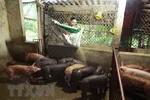 Mô hình chăn nuôi lợn thương phẩm quy mô nông hộ. (Ảnh: Vũ Sinh/TTXVN)
