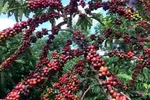 Ngành cà-phê nâng cao năng lực cạnh tranh