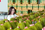 Kim ngạch xuất khẩu sầu riêng sang Trung Quốc tăng trưởng mạnh. (Ảnh HÀ AN)
