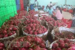 Sơ chế thanh long xuất khẩu. (Ảnh: Minh Trí/TTXVN)