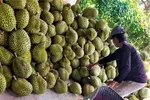 Theo các nhà vườn, sầu riêng năm nay trúng mùa với chất lượng khá tốt. (Ảnh: PLO)