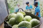 Việc trái sầu riêng Việt Nam chính thức được xuất khẩu chính ngạch sang Trung Quốc đã mở ra một triển vọng mới. (Nguồn: TTXVN)