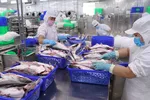 Tính tới ngày 15/8, xuất khẩu cá tra Việt Nam sang Mỹ đạt 169 triệu USD. (Ảnh minh họa - Ảnh: TTXVN)