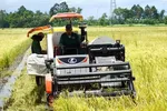 Nông dân huyện Gò Quao (Kiên Giang) thu hoạch lúa Hè Thu. (Ảnh: Văn Sĩ/TTXVN)
