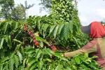 Nông dân Đắk Lắk thu hoạch càphê niên vụ 2023-2024. (Ảnh: Hoài Thu/TTXVN)