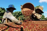 Thu hoạch càphê ở vùng trồng của Công ty Simexco Daklak, thành phố Buôn Ma Thuột, tỉnh Đắk Lắk. (Ảnh: Vũ Sinh/TTXVN)