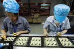 Lắp ráp linh kiện điện tử dùng cho ngành máy in tại Công ty TNHH công nghệ điện tử Chee Yuen Việt Nam, vốn đầu tư của Đài Loan (Trung Quốc) ở khu công nghiệp An Dương, huyện An Dương, Hải Phòng. (Ảnh: Vũ Sinh/TTXVN)