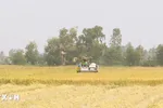 Nông dân thu hoạch lúa ở cánh đồng xã Mỹ Bình, thị xã Ngã Năm, tỉnh Sóc Trăng. (Ảnh: Tuấn Phi/TTXVN)