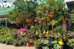 Những ngày qua, nhiều sản phẩm cây cảnh đã được trang trí, bày bán trên một số tuyến đường tại TPHCM.