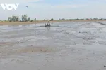 Nông dân vùng ĐBSCL làm đất chuẩn bị xuống giống