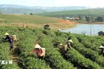 Phục hưng thủ phủ trà Lâm Đồng