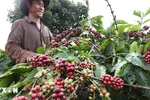 Càphê Việt Nam lập kỷ lục xuất khẩu, tăng cả về lượng và giá trị