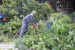 Công ty Cổ phần Cây xanh Hải Phòng cắt tỉa cây để ứng phó bão số 9. (Ảnh: Hoàng Ngọc/TTXVN)