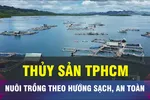 Nuôi trồng thủy sản theo hướng sạch, an toàn tại TPHCM