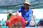 Thu hoạch tôm tại ĐBSCL. Ảnh: Tấn TháI